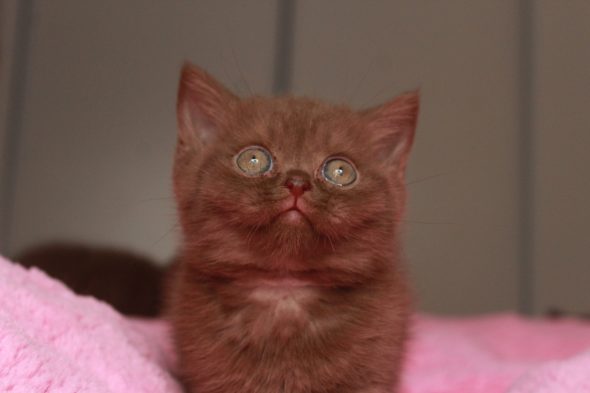 Image de la portée de chaton de l'élévage LES INFINY CHESHIRE