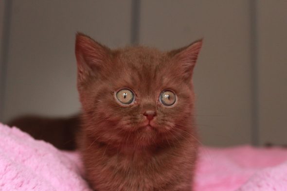 Image de la portée de chaton de l'élévage LES INFINY CHESHIRE