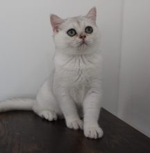 Chatons de race British shorthair à vendre chez l'éleveur CHATTERIE DU CREPUSCULE