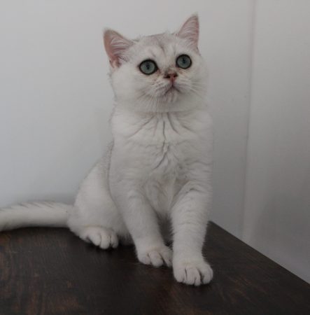 Image de la portée de chaton de l'élévage CHATTERIE DU CREPUSCULE