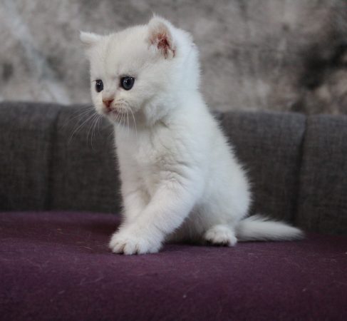 Image de la portée de chaton de l'élévage CHATTERIE DU CREPUSCULE