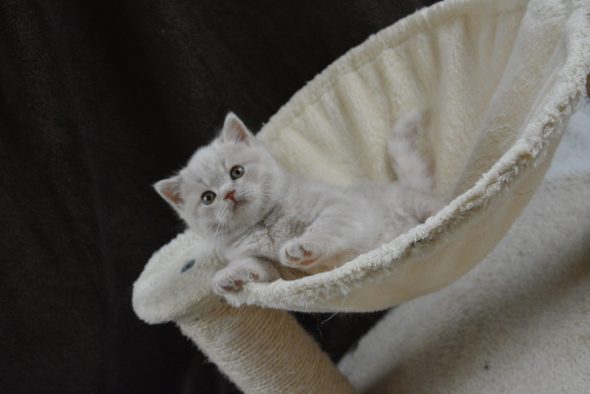 Image de la portée de chaton de l'élévage JUAN MAITE
