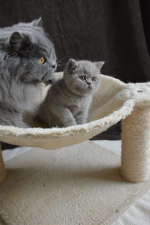 Image de la portée de chaton de l'élévage JUAN MAITE