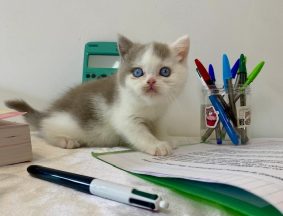 Chatons de race British shorthair à vendre chez l'éleveur CHATTERIE DES 7 N ROCK