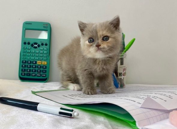 Image de la portée de chaton de l'élévage CHATTERIE DES 7 N ROCK
