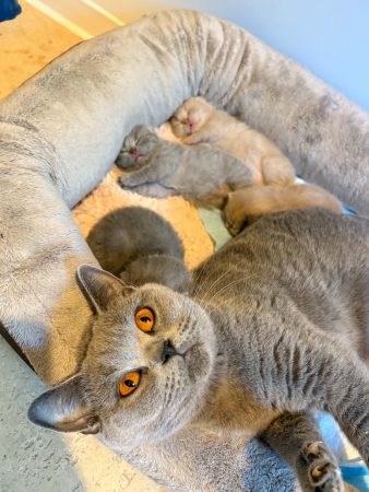 Image de la portée de chaton de l'élévage BEAUTY WILD