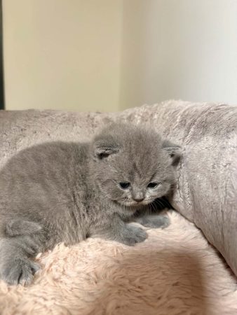 Image de la portée de chaton de l'élévage BEAUTY WILD