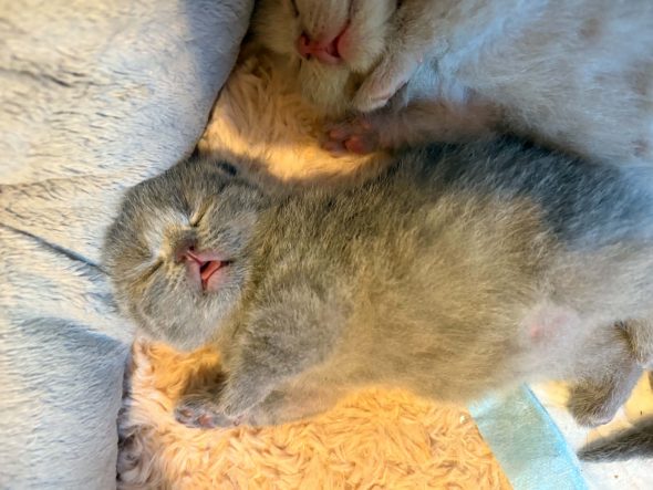 Image de la portée de chaton de l'élévage BEAUTY WILD