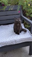 Chatons de race British shorthair à vendre chez l'éleveur Apple face