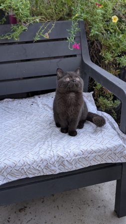 Image de la portée de chaton de l'élévage Apple face