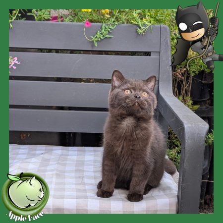Image de la portée de chaton de l'élévage Apple face