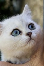 Chatons de race British shorthair à vendre chez l'éleveur LA CHATTERIE DU LAURAGAIS