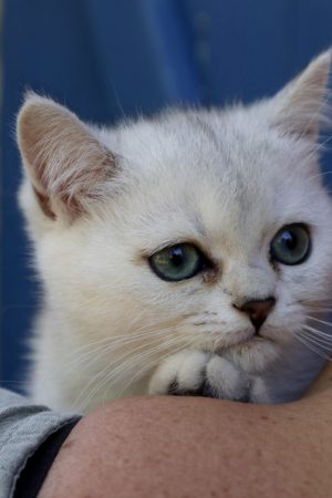 Image de la portée de chaton de l'élévage LA CHATTERIE DU LAURAGAIS