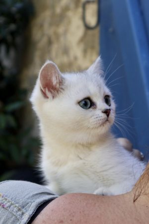 Image de la portée de chaton de l'élévage LA CHATTERIE DU LAURAGAIS
