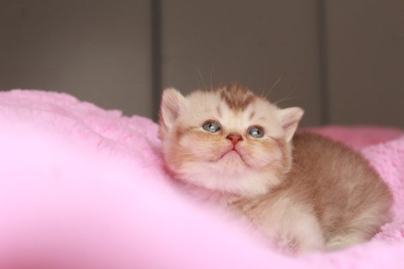 Image de la portée de chaton de l'élévage LES INFINY CHESHIRE