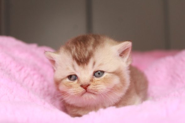 Image de la portée de chaton de l'élévage LES INFINY CHESHIRE