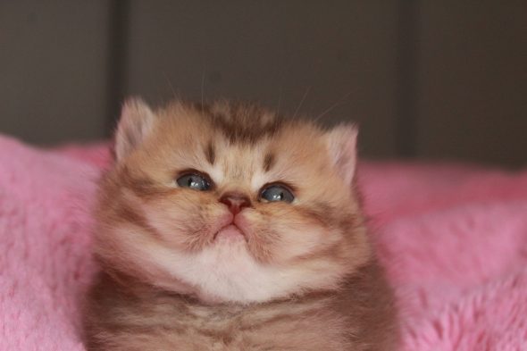 Image de la portée de chaton de l'élévage LES INFINY CHESHIRE