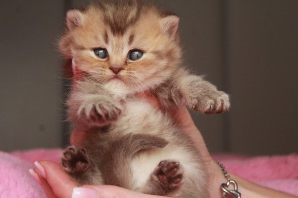 Image de la portée de chaton de l'élévage LES INFINY CHESHIRE