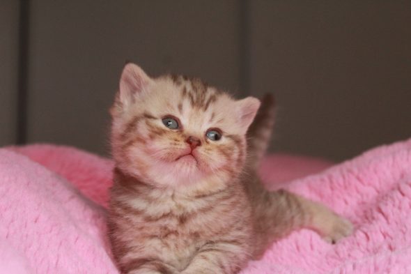 Image de la portée de chaton de l'élévage LES INFINY CHESHIRE