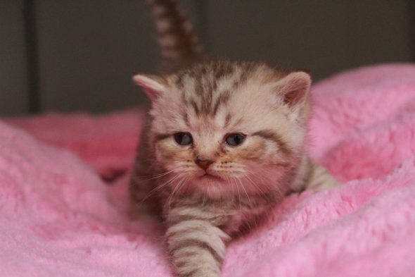 Image de la portée de chaton de l'élévage LES INFINY CHESHIRE