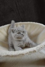 Chatons de race British shorthair à vendre chez l'éleveur JUAN MAITE