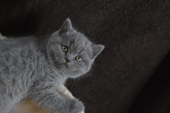 Image de la portée de chaton de l'élévage JUAN MAITE