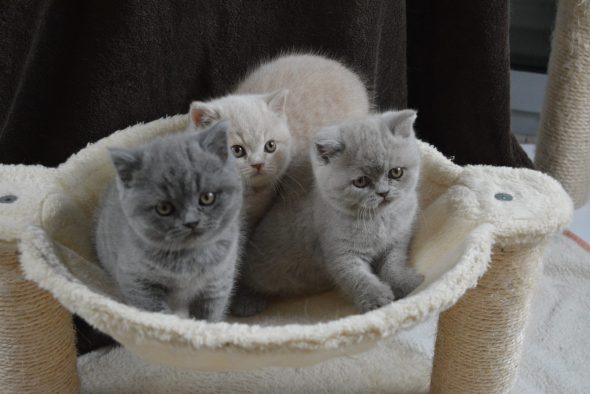 Image de la portée de chaton de l'élévage JUAN MAITE