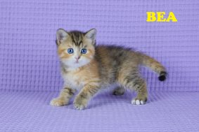 Chatons de race British shorthair à vendre chez l'éleveur GIRAUD LARISSA