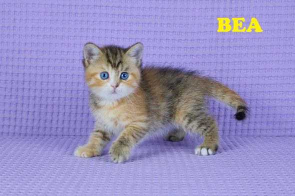 Image de la portée de chaton de l'élévage GIRAUD LARISSA
