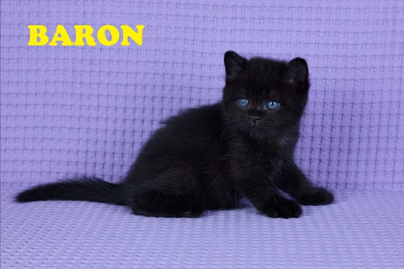 Image de la portée de chaton de l'élévage GIRAUD LARISSA