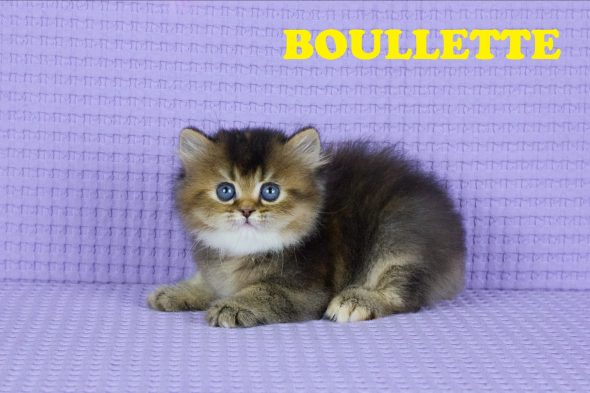 Image de la portée de chaton de l'élévage GIRAUD LARISSA
