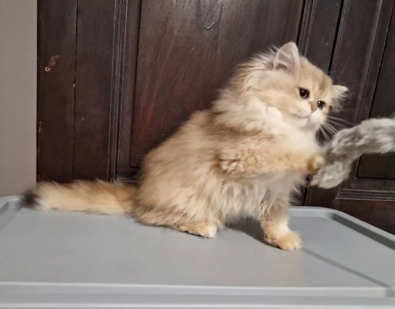 Image de la portée de chaton de l'élévage ARTAUD SABINE