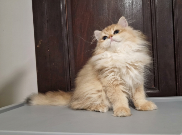 Image de la portée de chaton de l'élévage ARTAUD SABINE