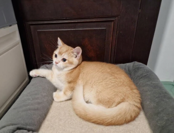 Image de la portée de chaton de l'élévage ARTAUD SABINE