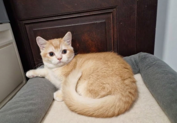 Image de la portée de chaton de l'élévage ARTAUD SABINE