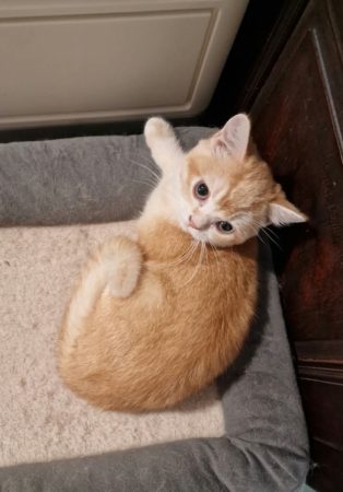 Image de la portée de chaton de l'élévage ARTAUD SABINE