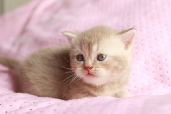 Image de la portée de chaton de l'élévage LES INFINY CHESHIRE