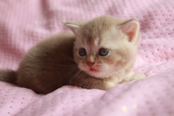 Image de la portée de chaton de l'élévage LES INFINY CHESHIRE