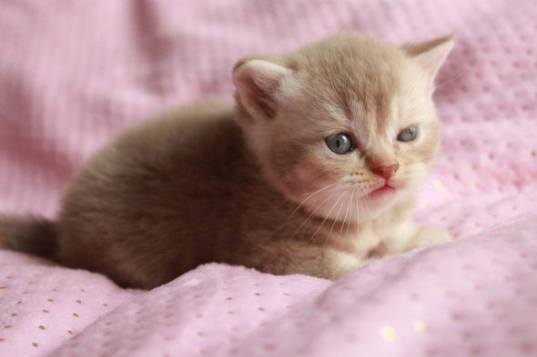 Image de la portée de chaton de l'élévage LES INFINY CHESHIRE
