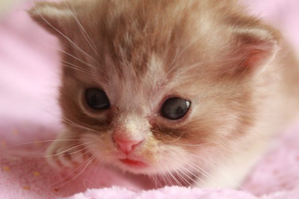 Image de la portée de chaton de l'élévage LES INFINY CHESHIRE