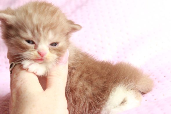 Image de la portée de chaton de l'élévage LES INFINY CHESHIRE