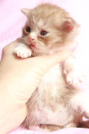 Image de la portée de chaton de l'élévage LES INFINY CHESHIRE