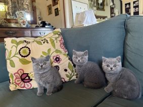 Chatons de race British shorthair à vendre chez l'éleveur LAEMLIN THIERRY