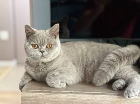 Chatons de race British shorthair à vendre chez l'éleveur LAEMLIN THIERRY