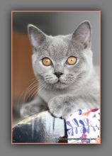 Chatons de race British shorthair à vendre chez l'éleveur CARBIN