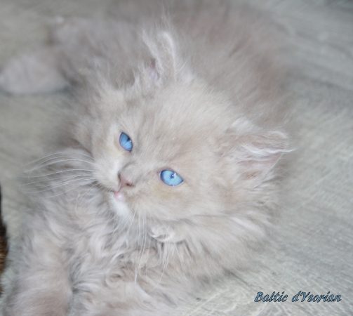 Image de la portée de chaton de l'élévage Chatterie d&rsquo;Ysorian