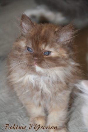 Image de la portée de chaton de l'élévage Chatterie d&rsquo;Ysorian