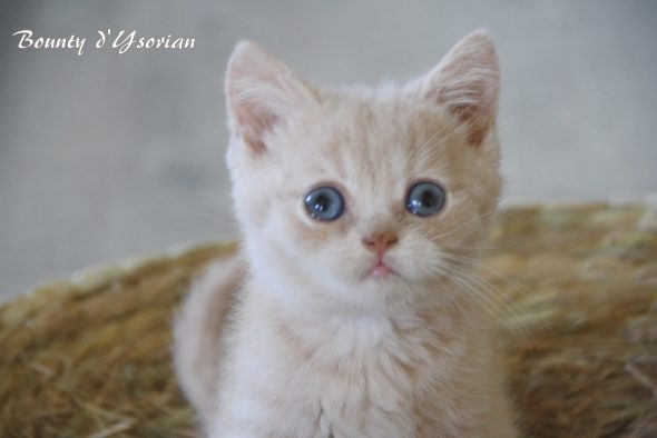 Image de la portée de chaton de l'élévage Chatterie d&rsquo;Ysorian