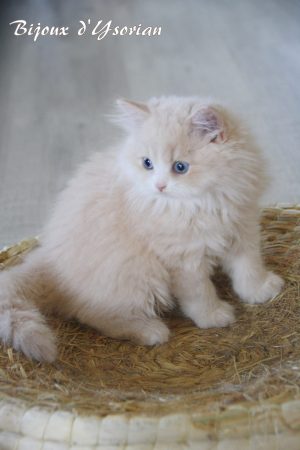Image de la portée de chaton de l'élévage Chatterie d&rsquo;Ysorian
