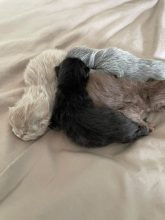Chatons de race British shorthair à vendre chez l'éleveur CHATTERIE DES PRAIRIES MORERIIS